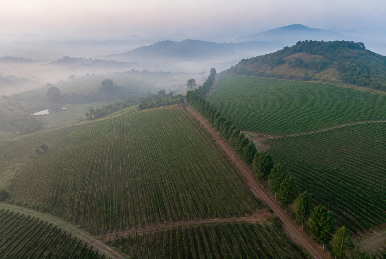 Aerial view of vineyard rows and misty hills